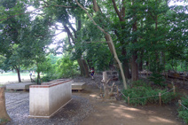 『トム・ソーヤーの森』と名づけられた、敷地内のプレーパーク。もともと自生していた自然の樹木が緑豊かなスペースを形成している。内部には小道やツリーハウスもつくられている