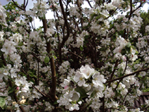 満開のリンゴの花。