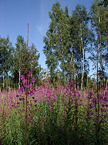 夏の野花は一杯に咲いて、デンマークの風景を染めています。