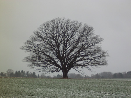 粉雪の舞う日にも力強くたたずむ'私達の樹'。