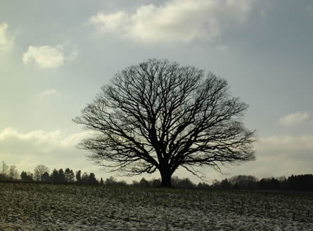 冬の重い雲の切れ間からそそがれる温かい太陽の光を浴びる'私達の樹'。