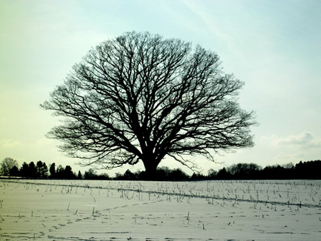 雪化粧で春を待つ‘私達の樹’。ふかふかの白い畑の上には、近くの森に住む鹿が通った足跡が縦横に。