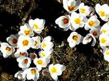 写真はクロッカス。この白い花が咲いたら、デンマークにも春の香りが漂い始めます。