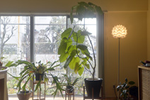 部屋と庭とを美しく繋ぎ 豊かさつくるエコガラス